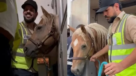 Sorocaba recebe 'cavalo de ouro' dos EUA com veterinário 24h