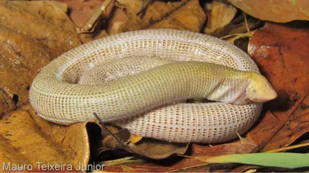 cobra-de-duas-cabeças