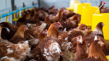 China suspende importação de frango do Brasil