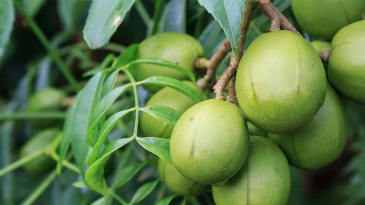 Fruta tropical se espalha rápido nos jardins do Brasil