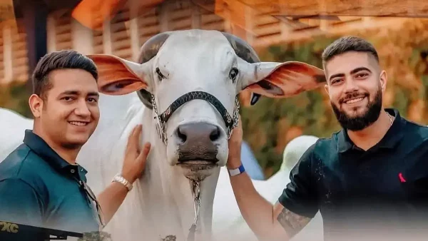 Henrique e Juliano arrecadam R$ 71,8 milhões em leilão